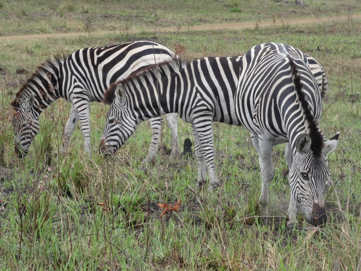 Saint Lucia Estuary Lodge Afrique מראה חיצוני תמונה