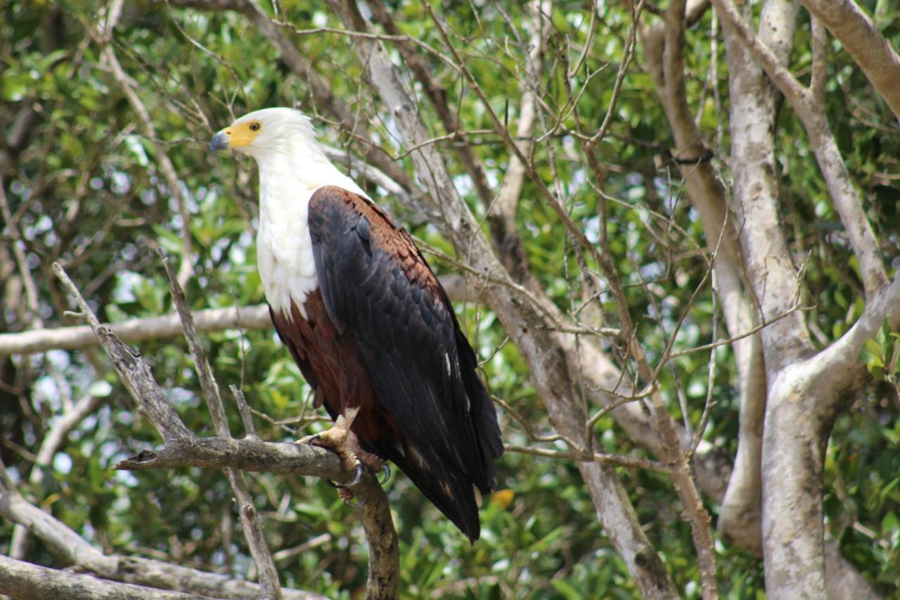 Saint Lucia Estuary Lodge Afrique מראה חיצוני תמונה